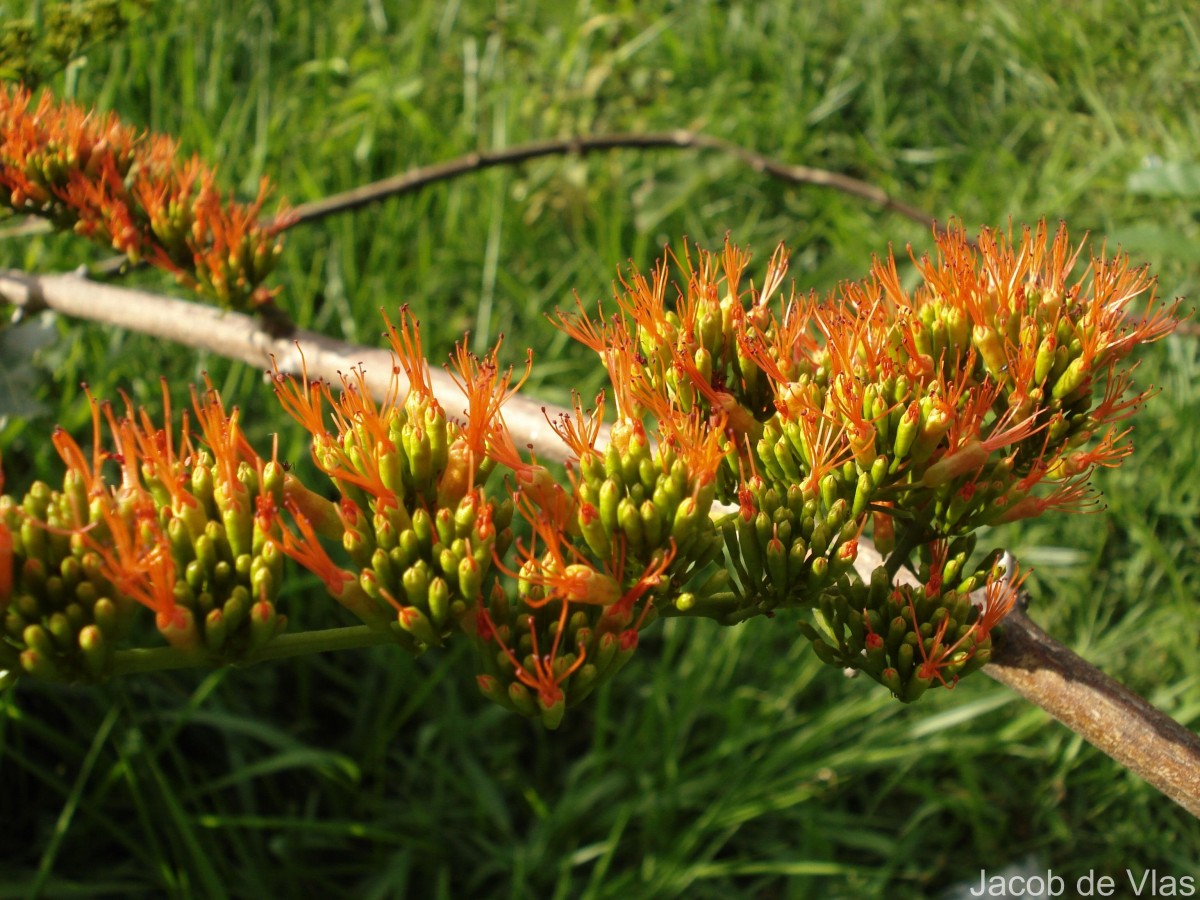 Combretum paniculatum Vent.